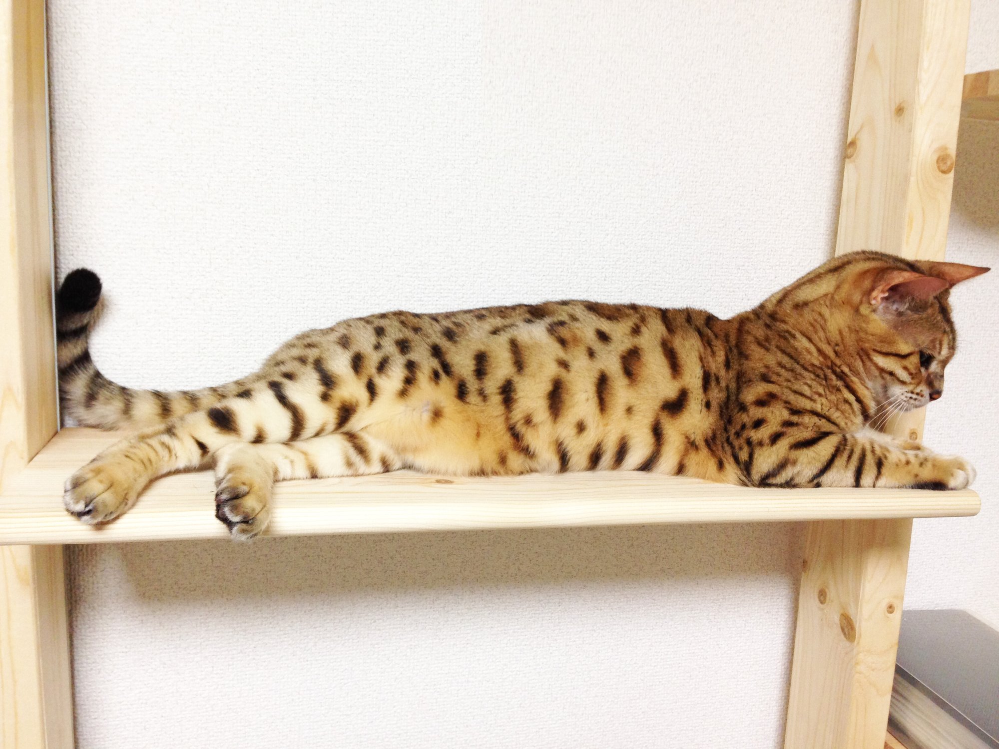キャットウォークで寛ぐ猫2
