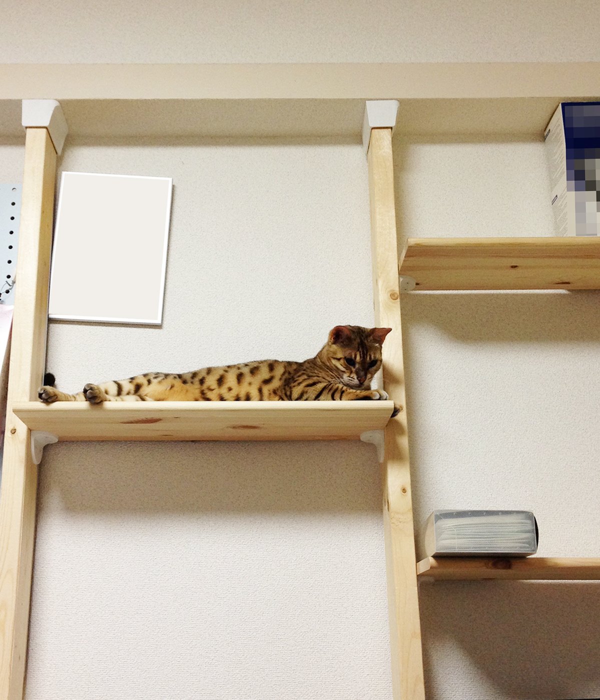 早速キャットウォークで寛ぐ猫