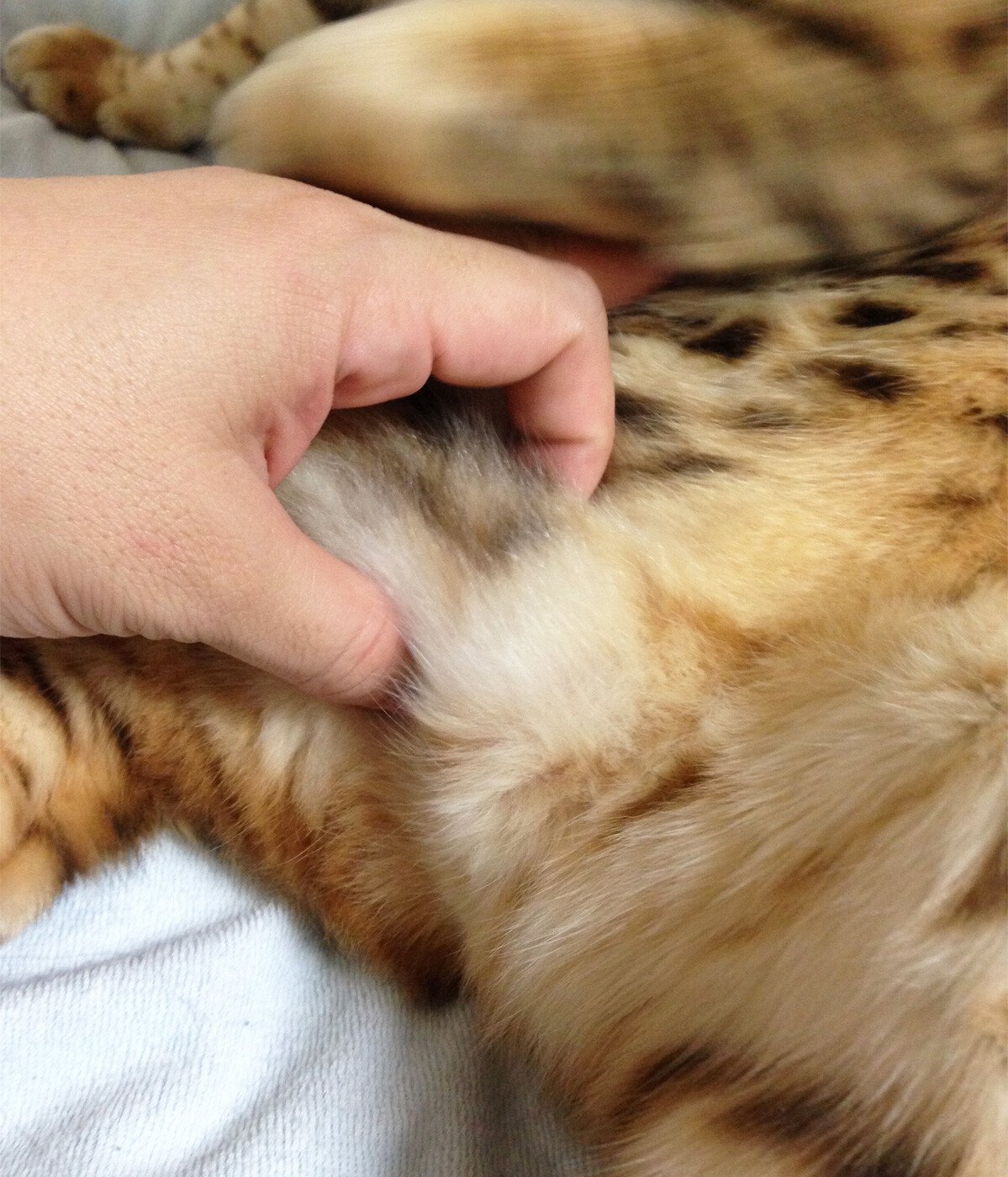 太った猫のお腹