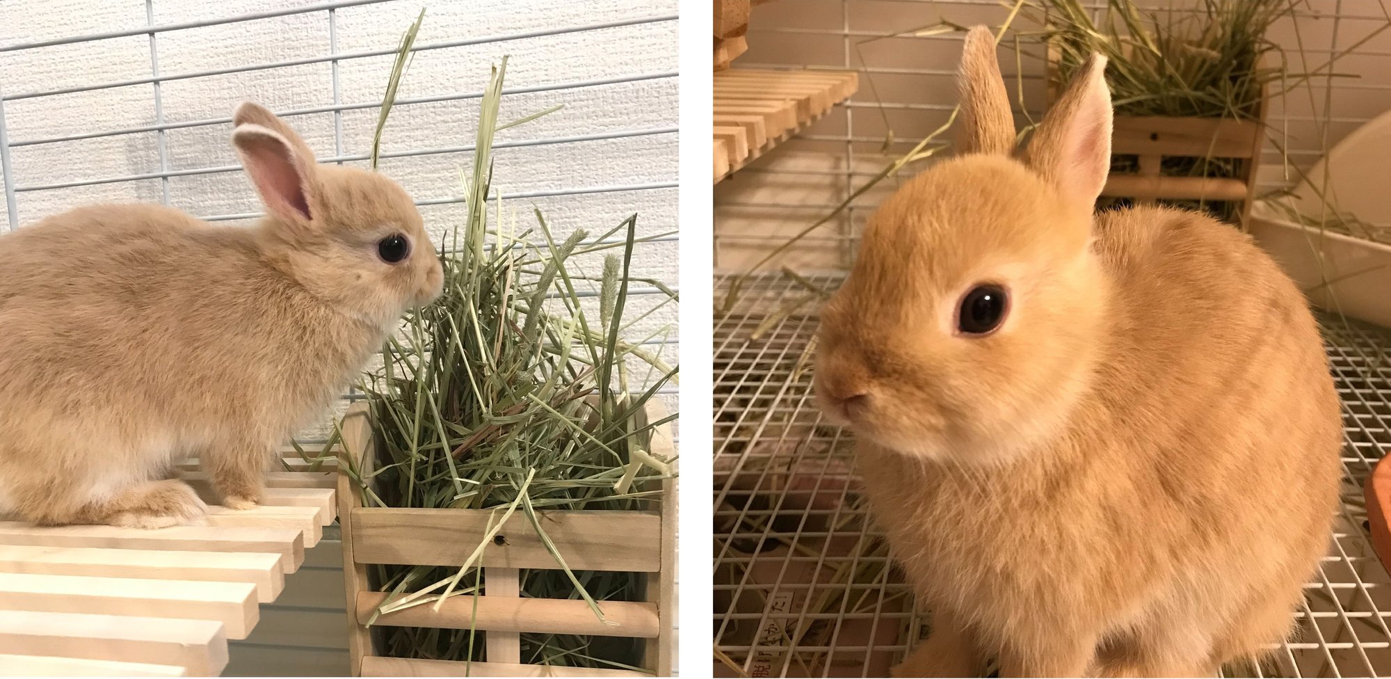 chiyo_pet2
