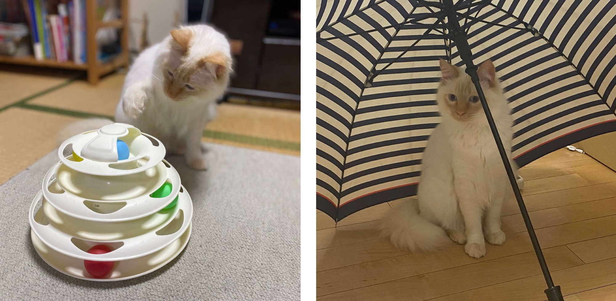 kanamaru_pet2