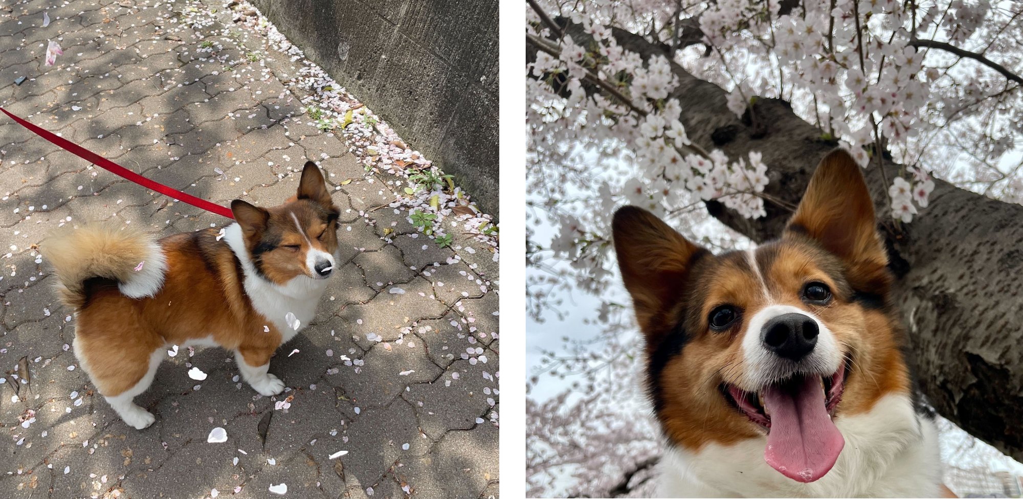 kawaguchi_pet2